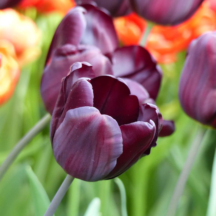 Tulipe Triomphe Continental (Floraison)