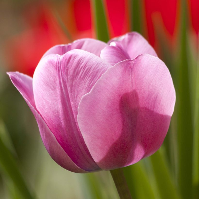 Tulipe Triomphe Dreaming Maid (Floraison)