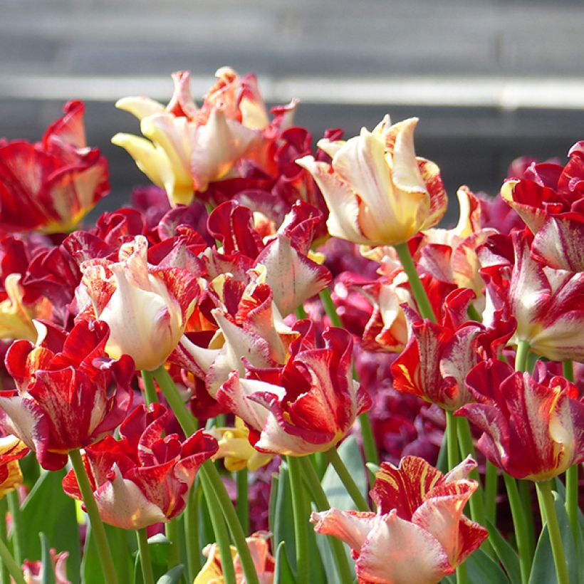 Tulipe Triomphe Flaming Crown (Floraison)