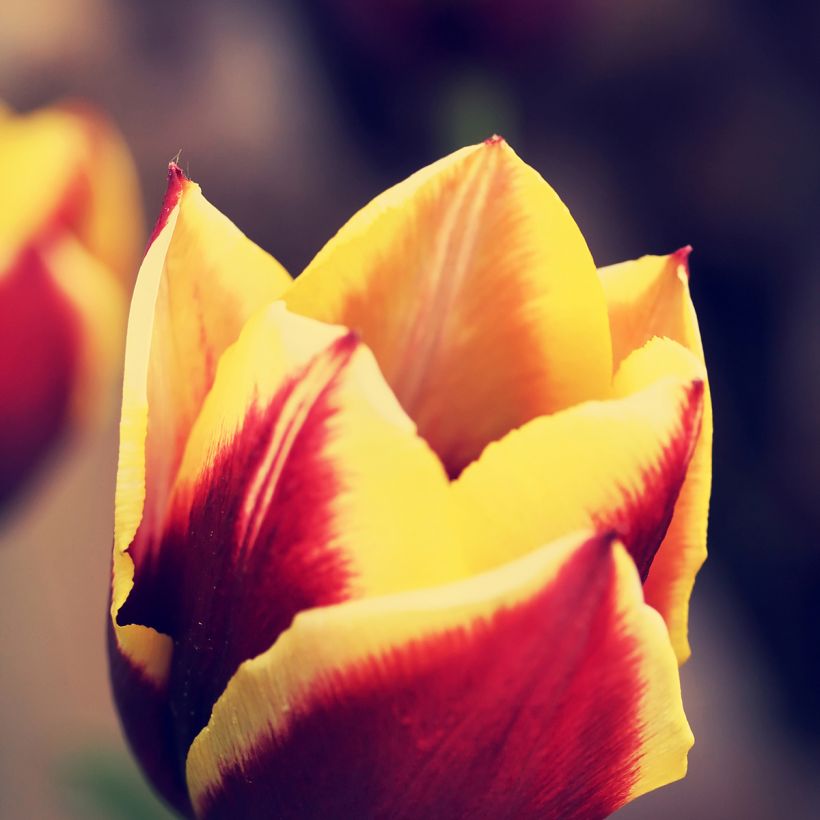 Tulipe Triomphe Gavota (Floraison)