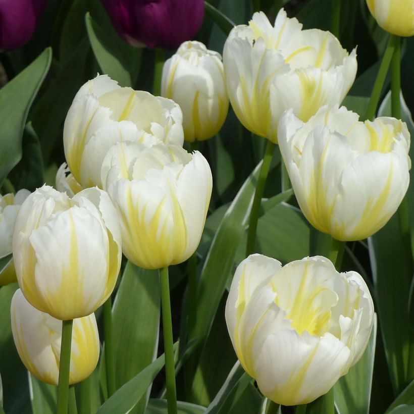 Tulipe Triomphe Happy People (Floraison)