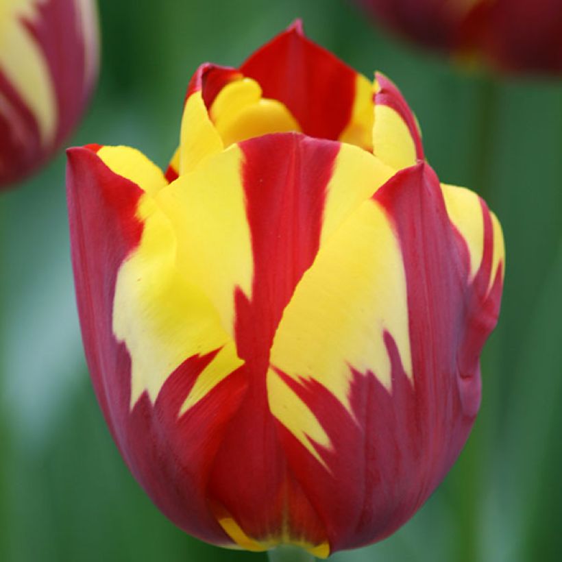 Tulipe Triomphe Helmar (Floraison)