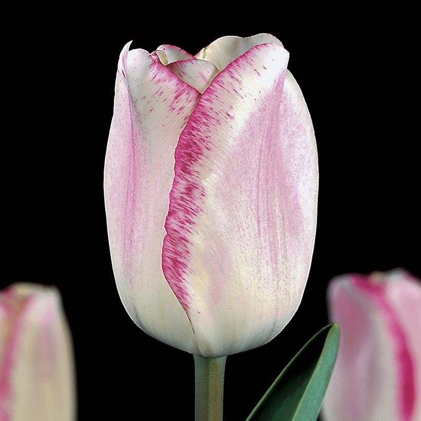 Tulipe Triomphe Mata Hari (Floraison)