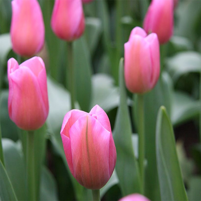 Tulipe Triomphe Mistress (Floraison)