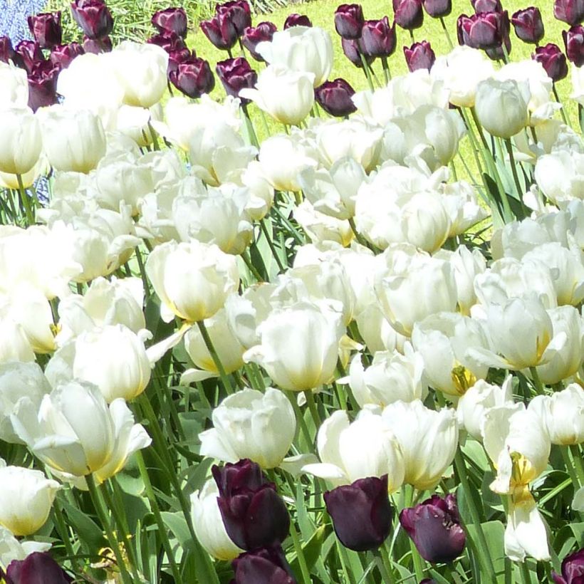 Tulipe Triomphe Pays-Bas (Floraison)