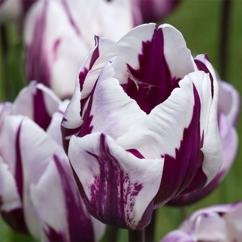 Tulipe Triomphe Rem's Favorite (Floraison)