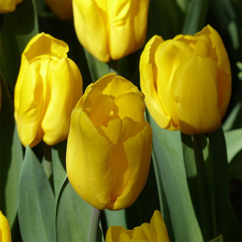Tulipe Triomphe Strong Gold (Floraison)