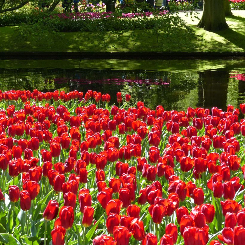 Tulipe Triomphe Strong Love (Floraison)