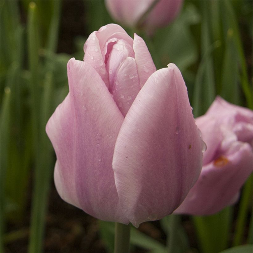 Tulipe Triomphe Synaeda Amor  (Floraison)