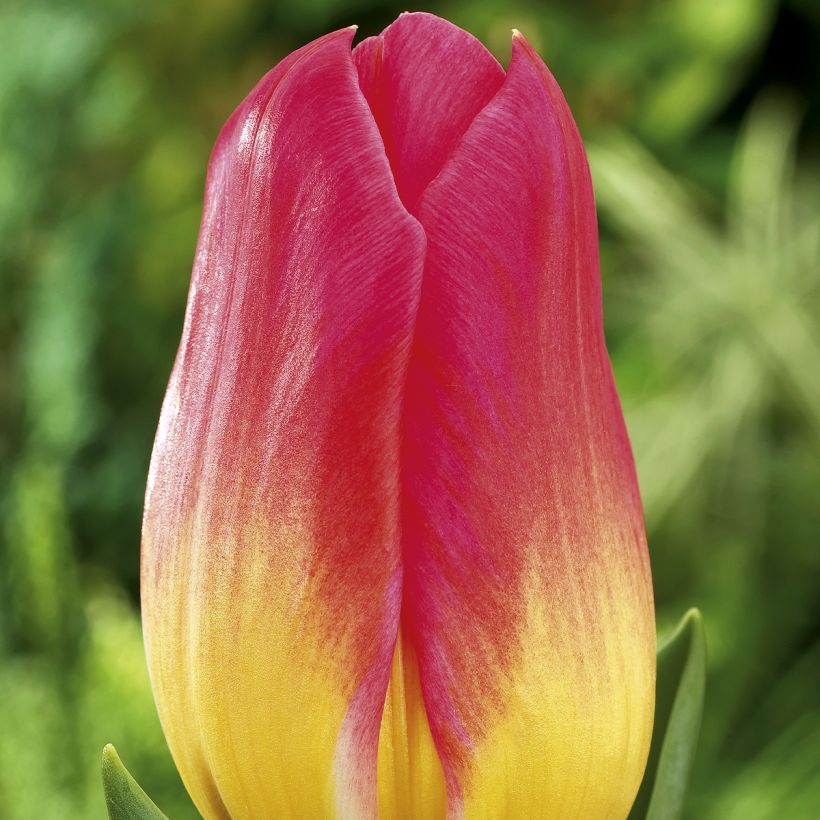 Tulipe Triomphe Tom Pouce (Floraison)