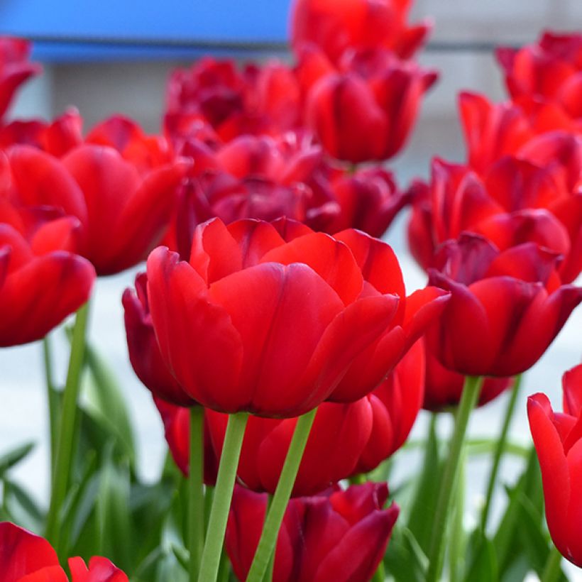 Tulipe Triomphe Unique de France (Floraison)