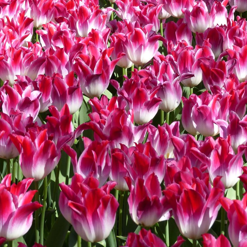 Tulipe Triomphe Whispering Dream (Floraison)