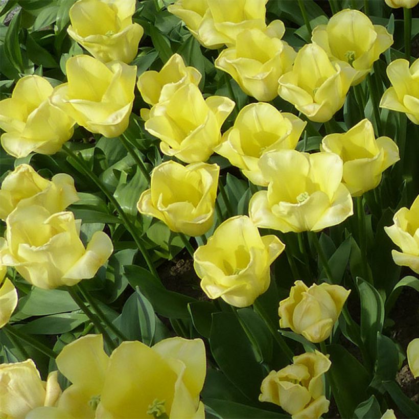 Tulipe Triomphe World Friendship (Floraison)