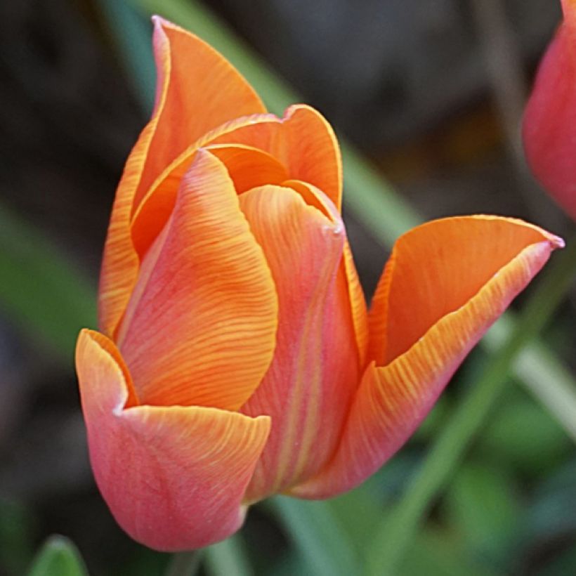 Tulipe Triomphe Véronique Sanson (Floraison)