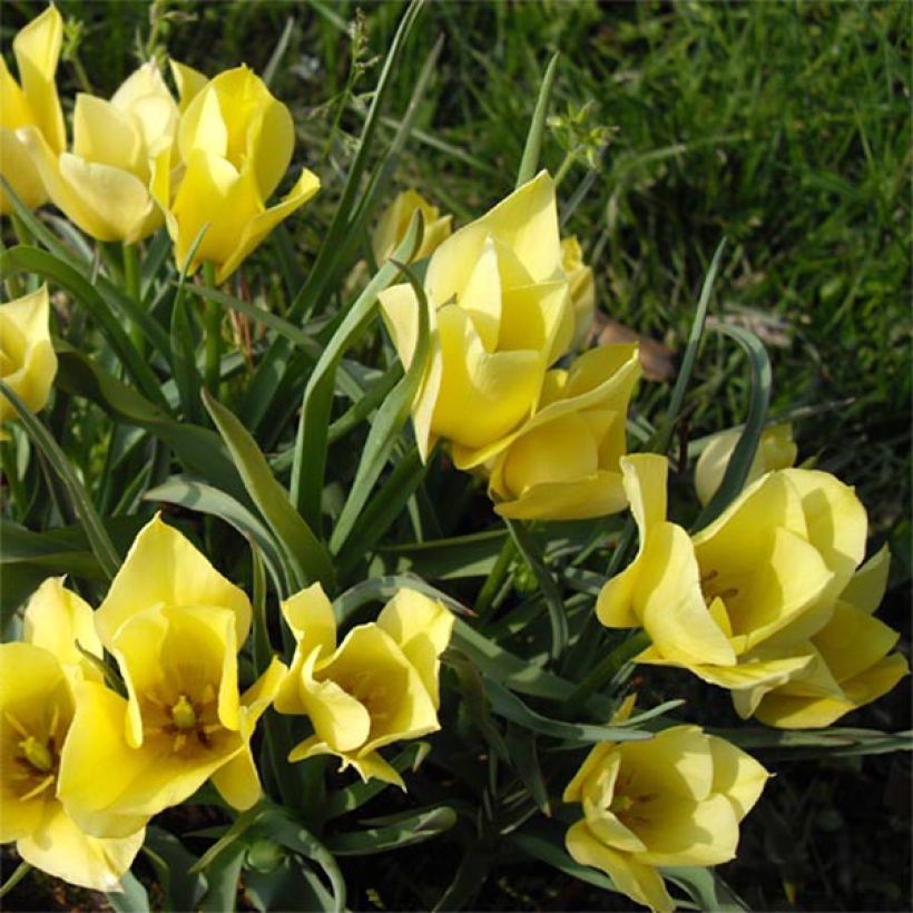 Tulipe botanique batalinii Yellow Jewel (Floraison)