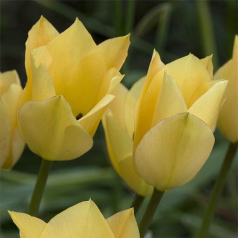 Tulipe botanique batalinii Bronze Charm (Floraison)