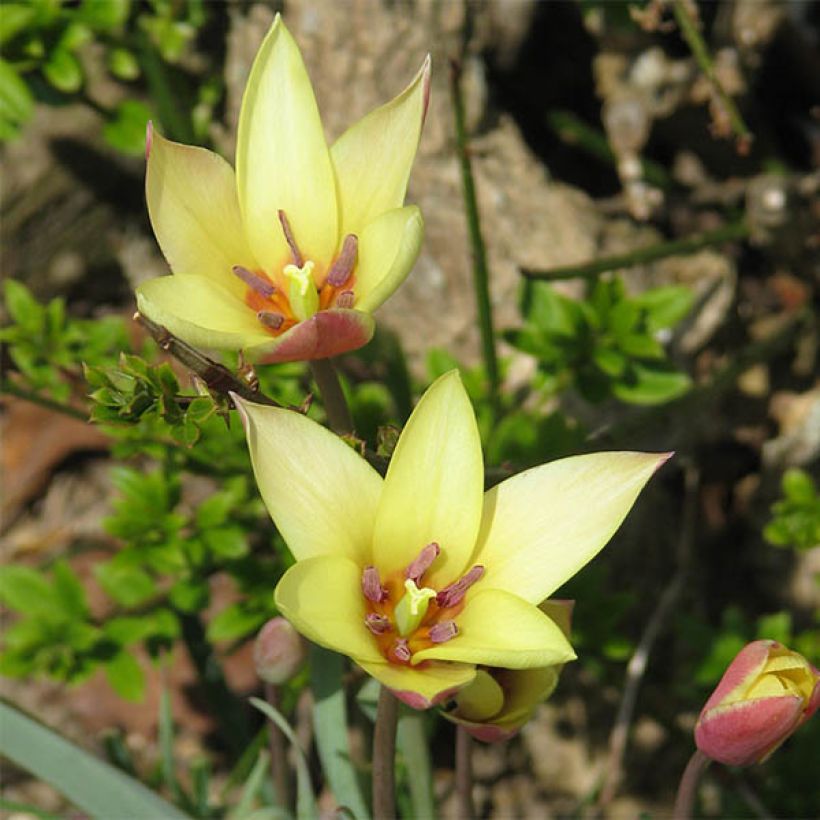 Tulipe botanique clusiana Cynthia (Floraison)