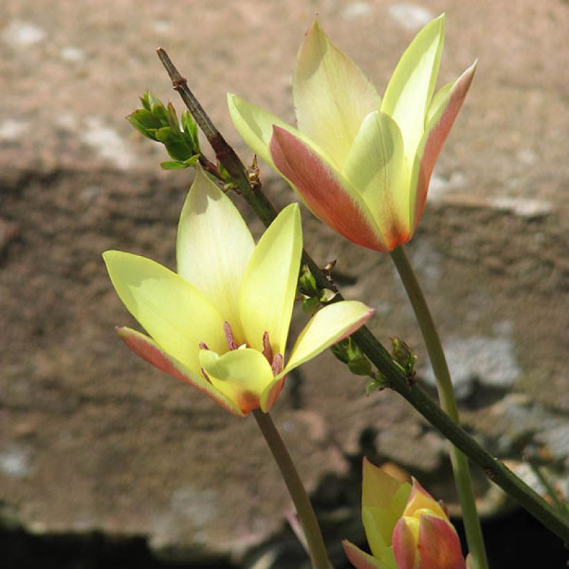 Tulipe botanique clusiana Cynthia (Port)