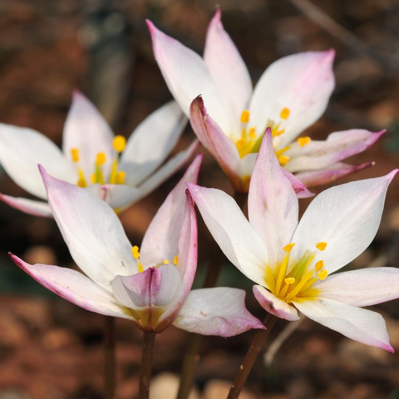 Tulipe botanique cretica Hilde (Floraison)