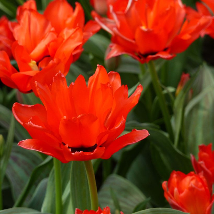 Tulipe botanique greigii Petit Chaperon Rouge Double (Floraison)
