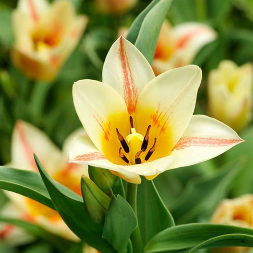 Tulipe botanique greigii Quebec (Floraison)