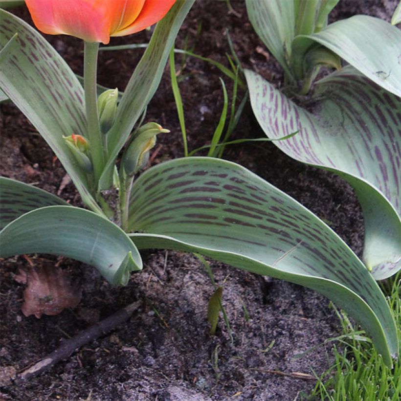 Tulipe botanique greigii Toronto (Feuillage)