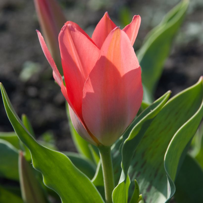 Tulipe botanique greigii Toronto (Floraison)