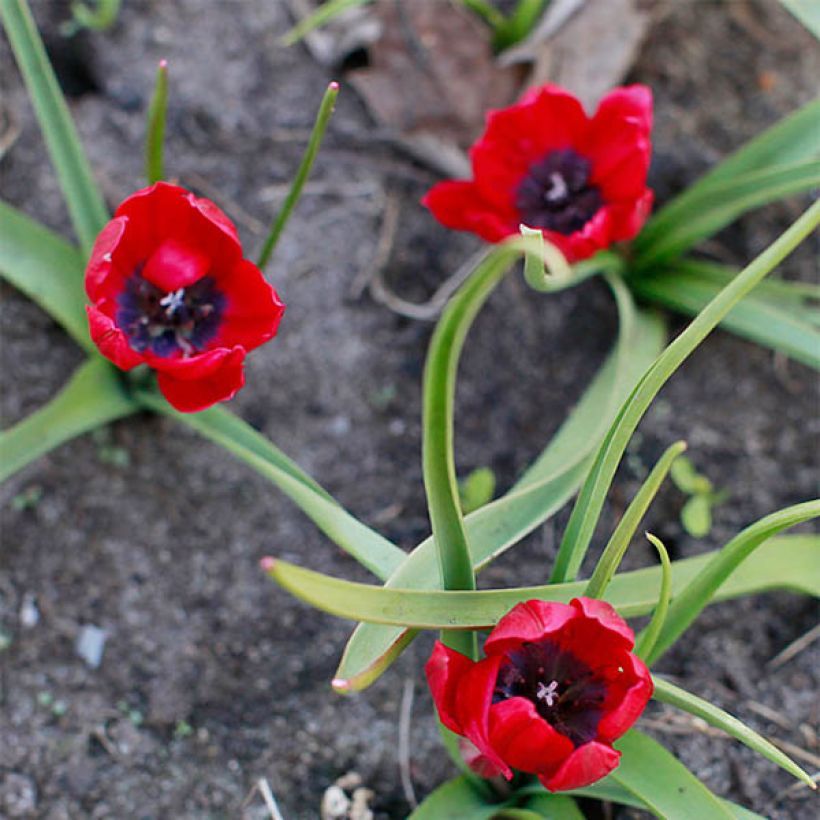 Tulipe botanique humilis Lilliput (Floraison)