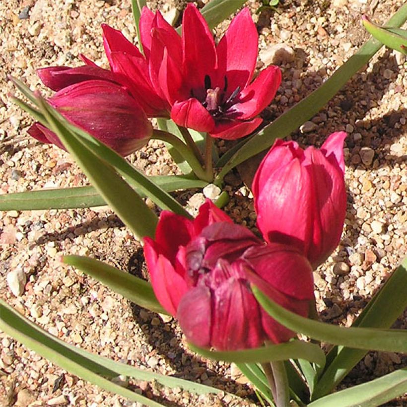 Tulipe botanique humilis Lilliput (Port)