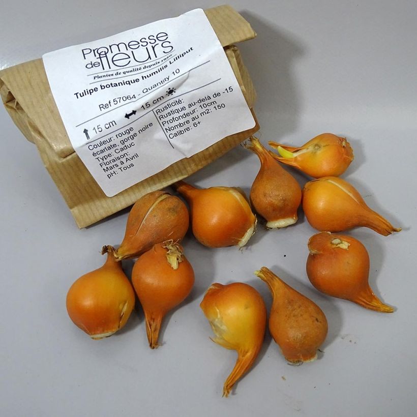 Spécimen de Tulipe botanique humilis Lilliput tel que livré en printemps