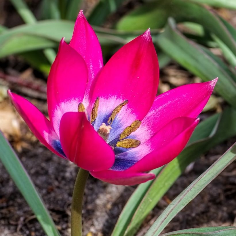 Tulipe botanique humilis - Tulipa humilis (Floraison)