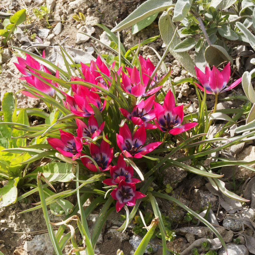 Tulipe botanique humilis - Tulipa humilis (Port)