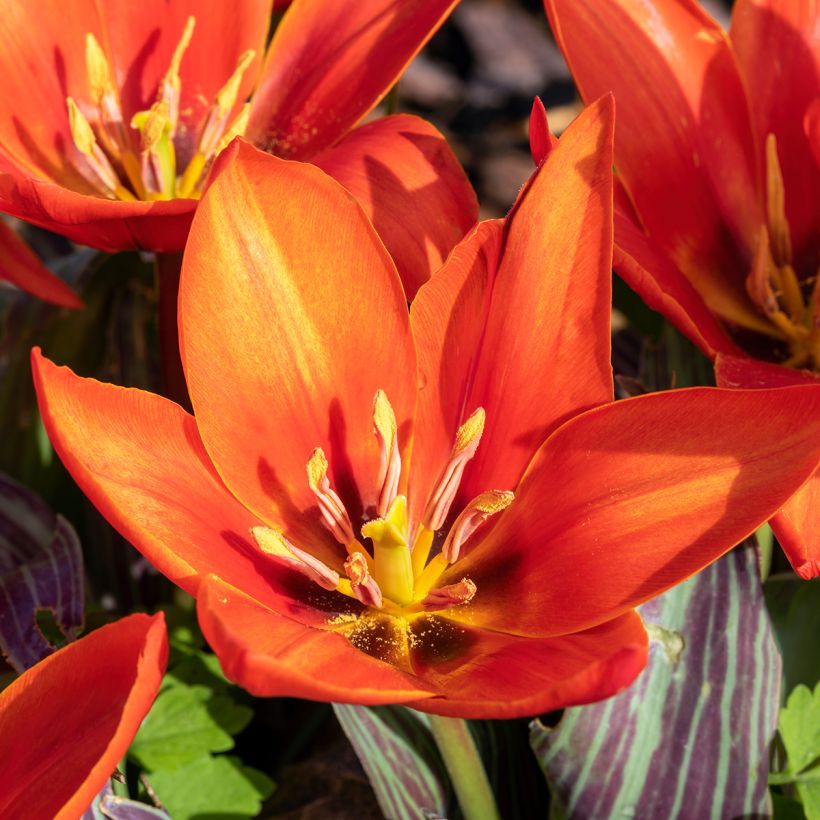 Tulipe botanique kaufmanniana Early Harvest (Floraison)