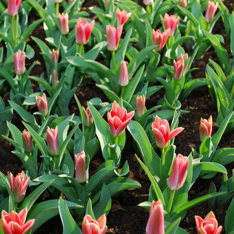 Tulipe botanique kaufmanniana Fashion (Feuillage)