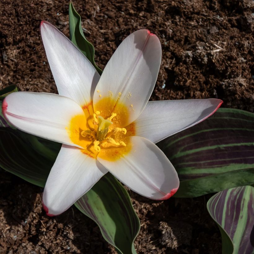 Tulipe botanique kaufmanniana Heart's Delight (Floraison)