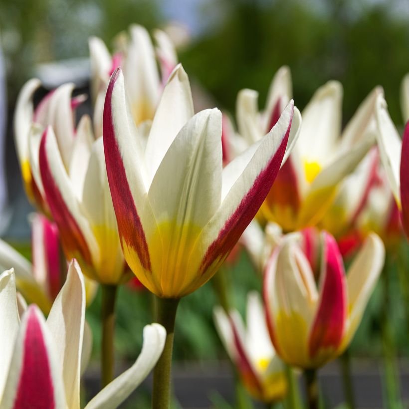Tulipe botanique kaufmanniana Johann Strauss (Floraison)