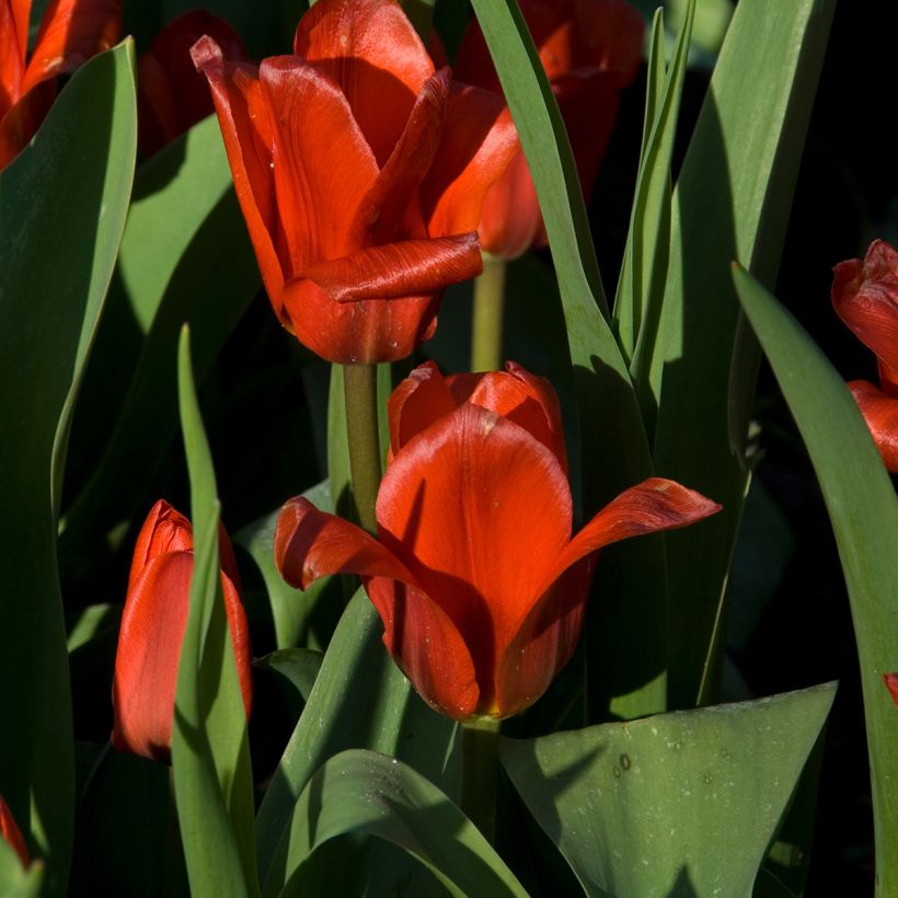 Tulipe botanique kaufmanniana Showwinner (Floraison)