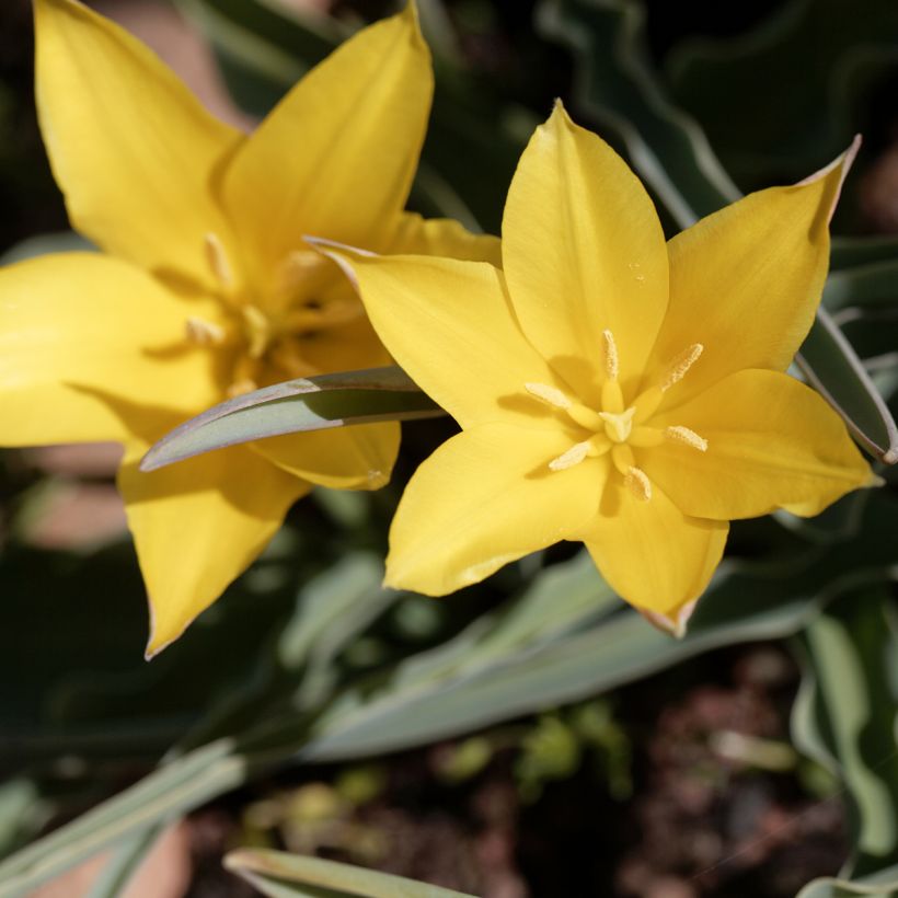 Tulipe botanique kolpakowskiana (Floraison)