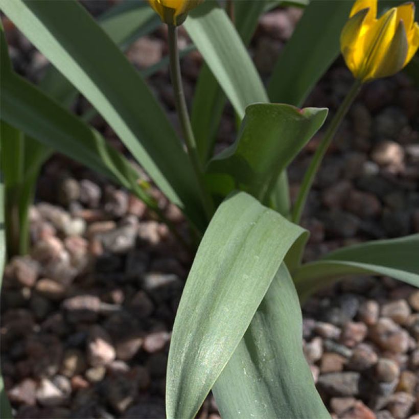 Tulipe botanique neustruevae (Feuillage)