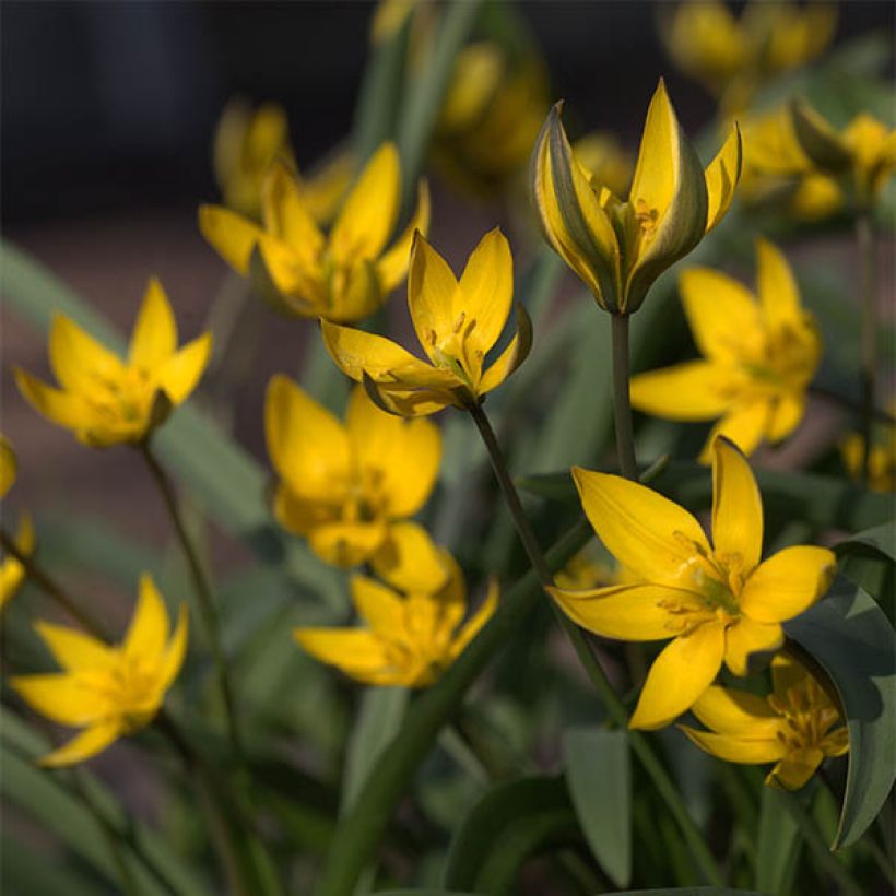 Tulipe botanique neustruevae (Floraison)