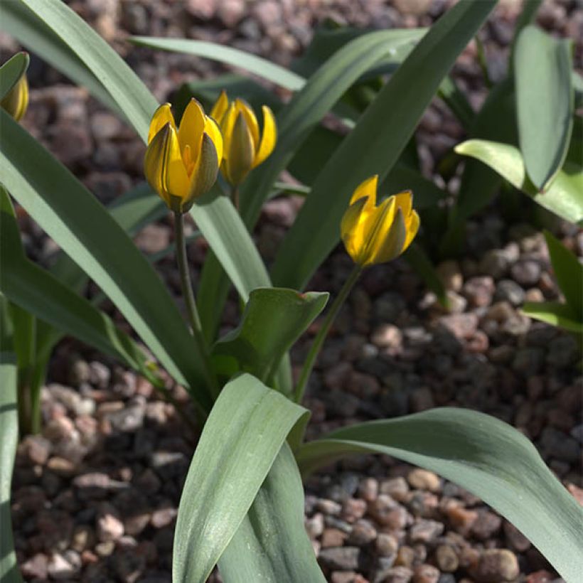 Tulipe botanique neustruevae (Port)