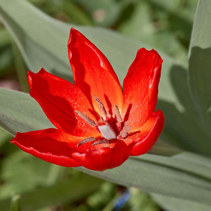 Tulipe botanique praestans Fusilier (Floraison)