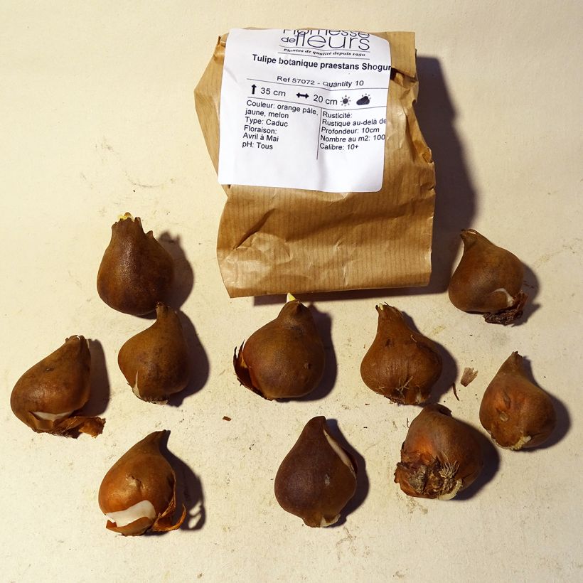 Exemple de spécimen de Tulipe botanique praestans Shogun tel que livré