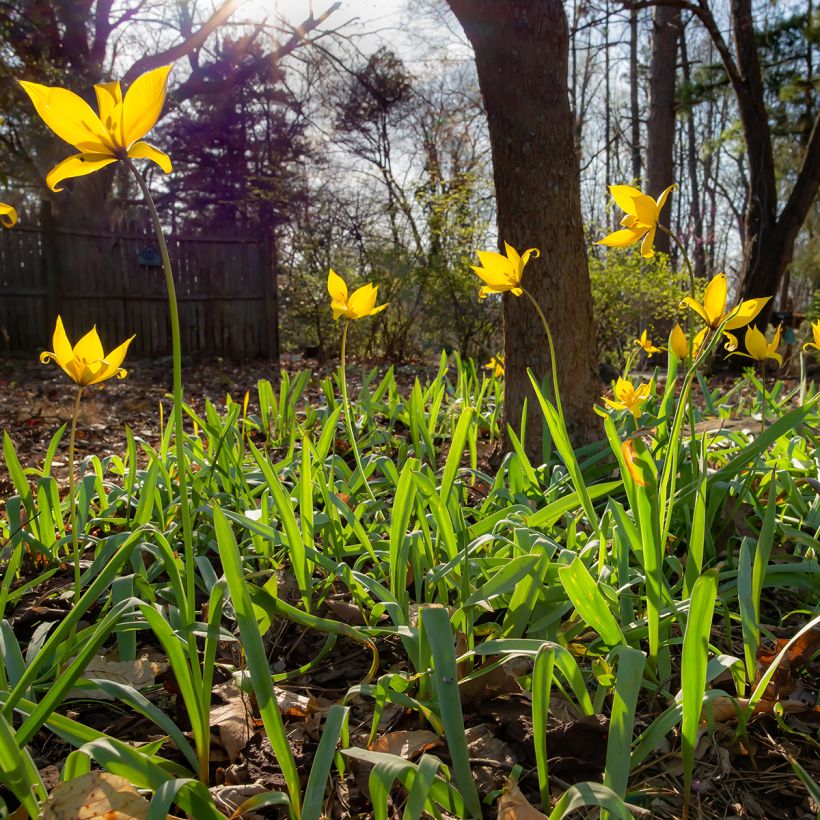 Tulipe botanique sylvestris (Port)