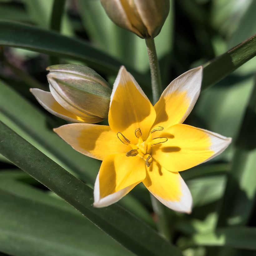 Tulipe botanique tarda (Floraison)