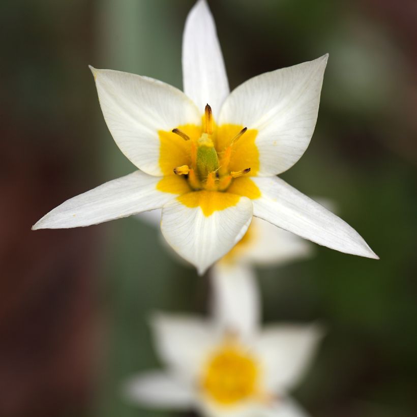 Tulipe botanique turkestanica (Floraison)