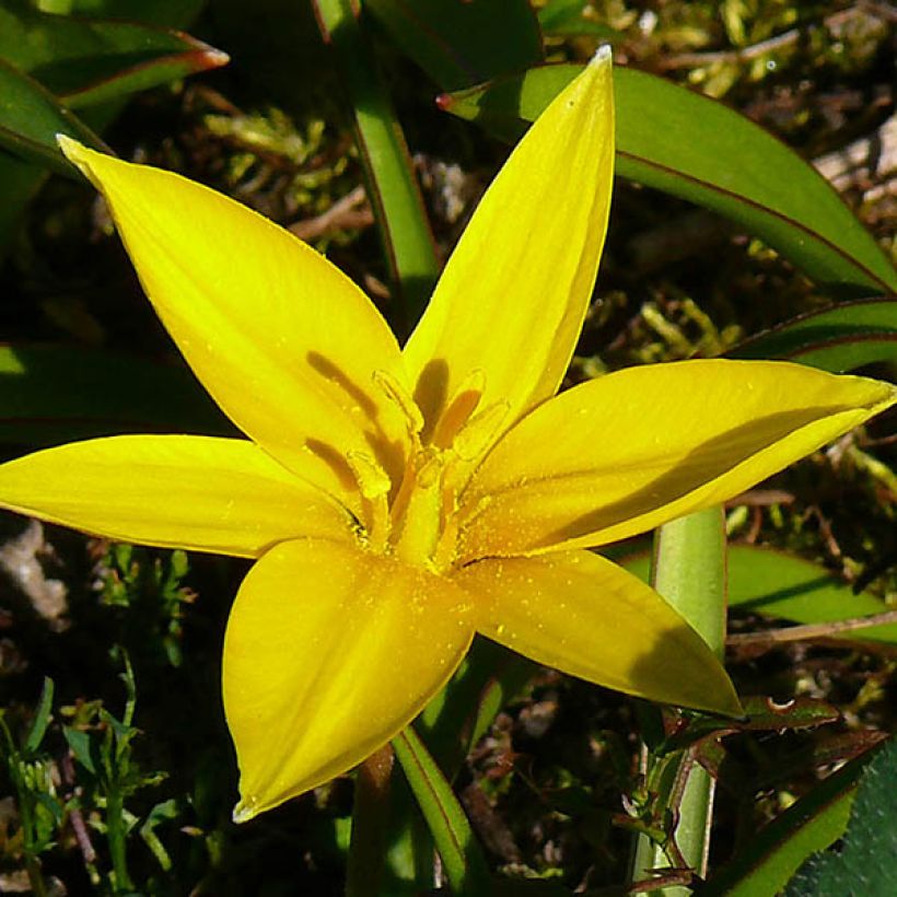 Tulipe botanique urumiensis (Floraison)