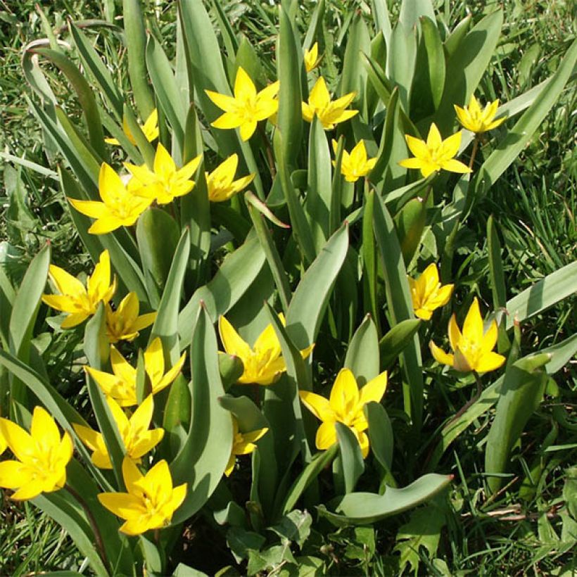 Tulipe botanique urumiensis (Port)