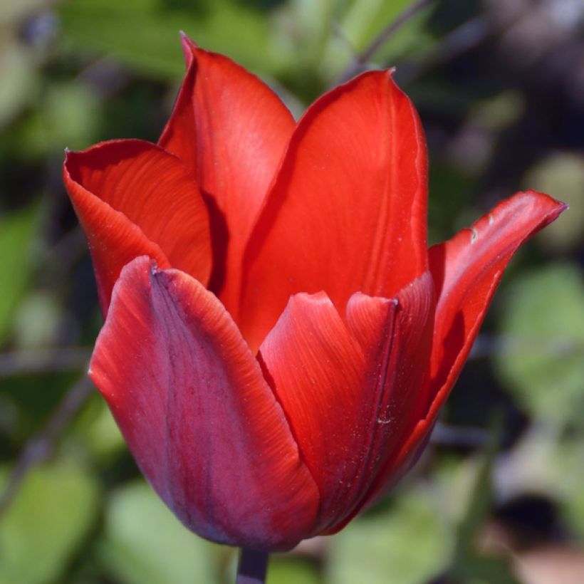 Tulipe simple hâtive Couleur Cardinal (Floraison)
