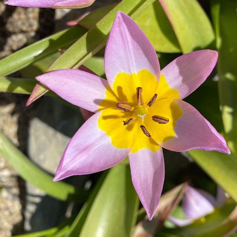 Tulipe de Crète - Tulipa saxatilis (Floraison)